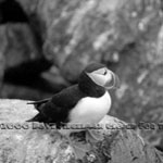 Resting Puffin, Machias Seal Island Maine